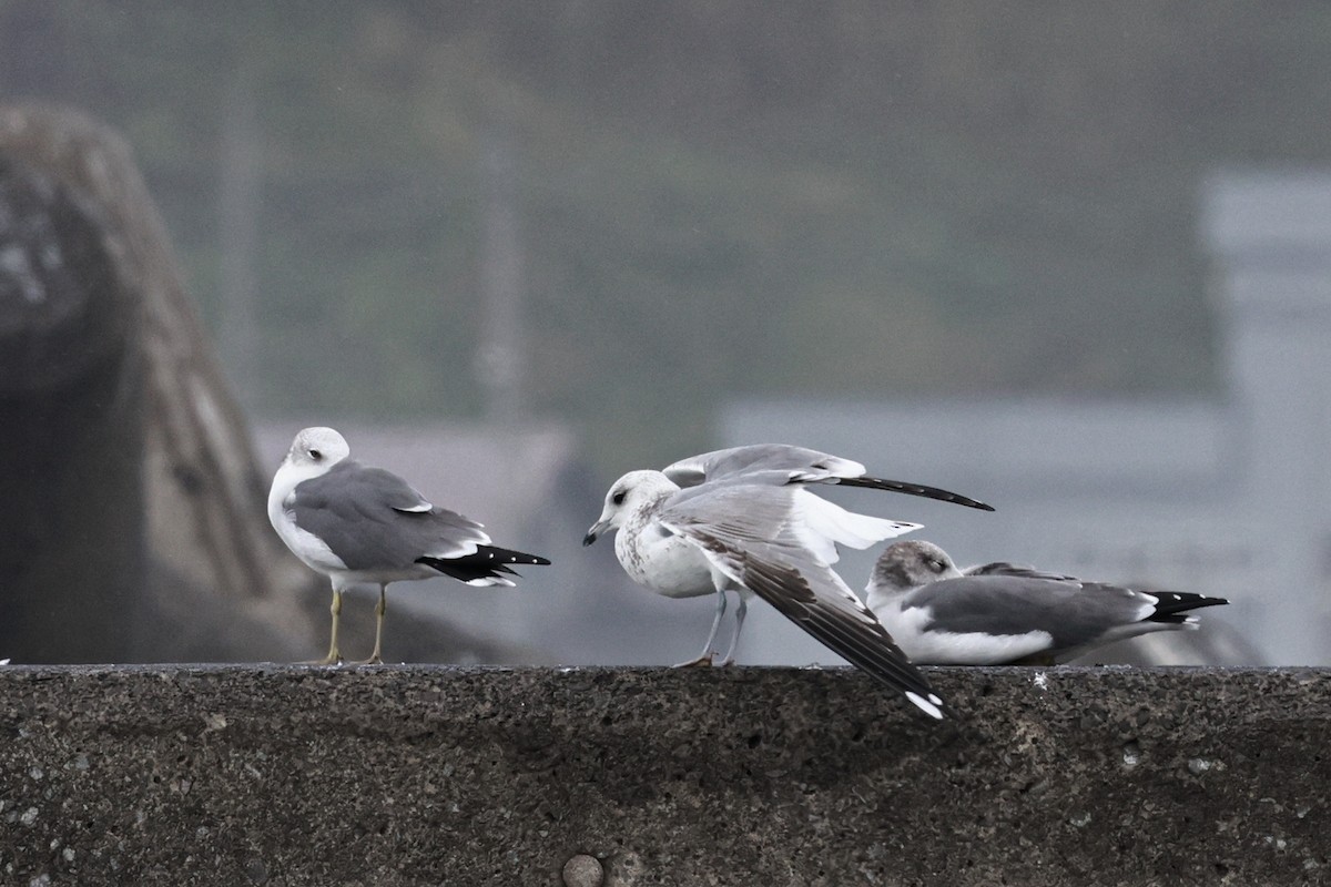 Common Gull (Russian) - ML620595922