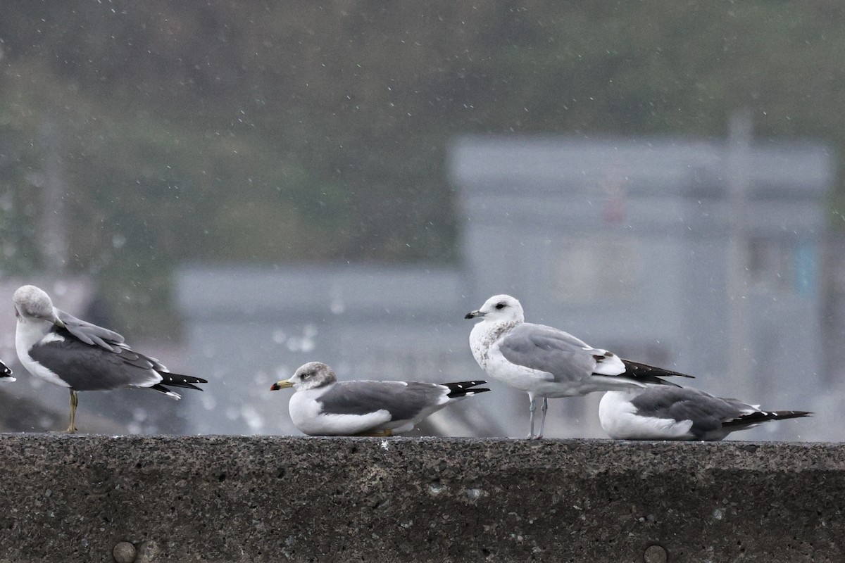 Common Gull (Russian) - ML620595923