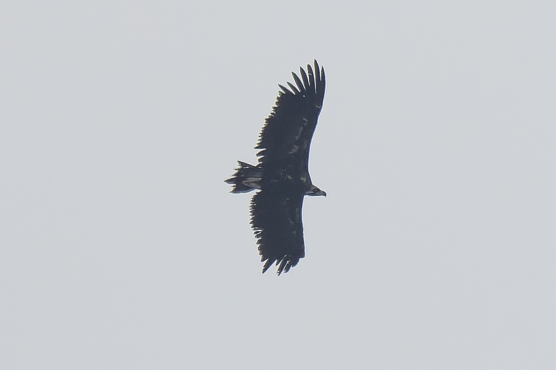 Cinereous Vulture - ML620595944