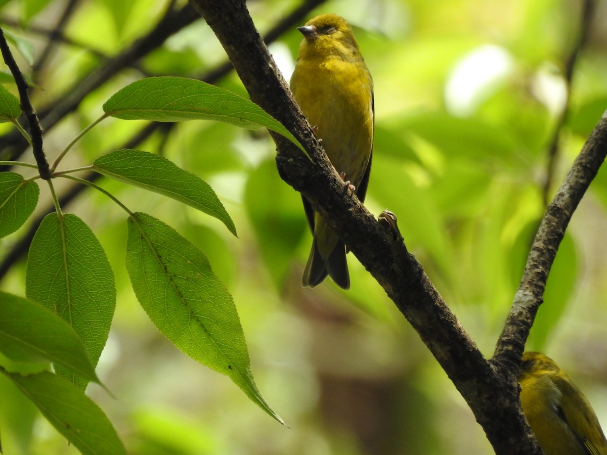 Tibetan Serin - ML620595945