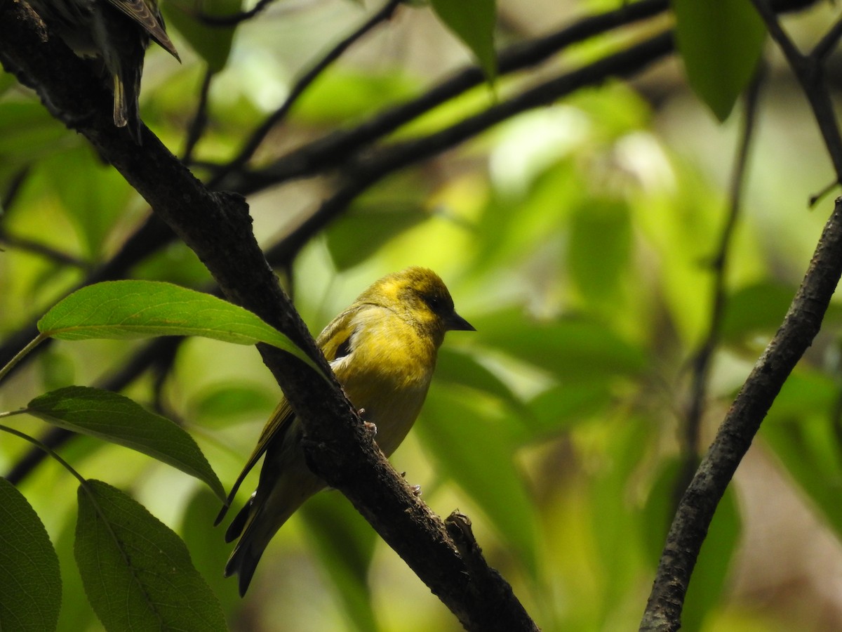 Tibetan Serin - ML620595946