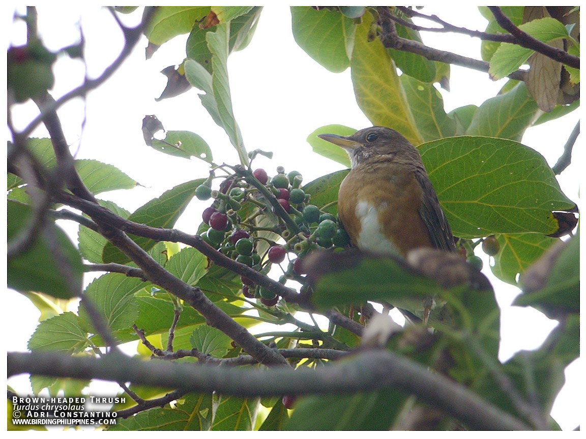 Brown-headed Thrush - ML620595947