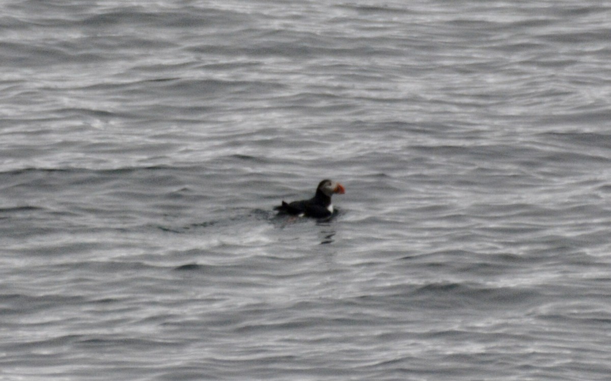 Atlantic Puffin - ML620595948