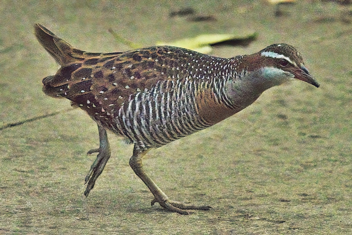 Buff-banded Rail - ML620595950