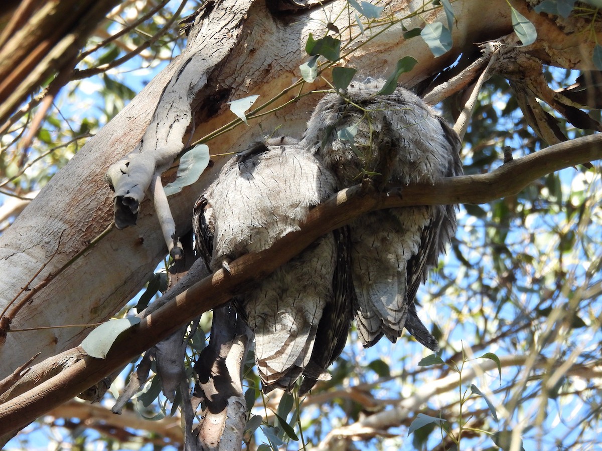 Tawny Frogmouth - ML620595953