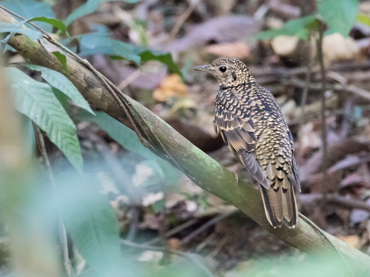 White's Thrush - ML620595955