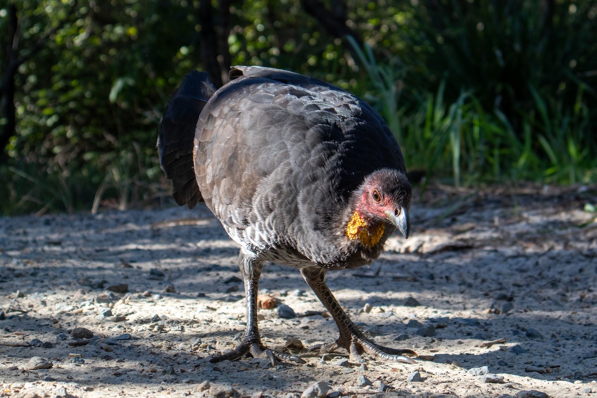 Australian Brushturkey - ML620595956