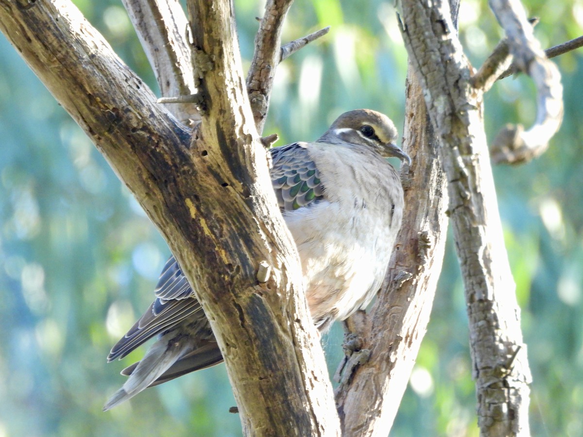 Common Bronzewing - Katie Wykes