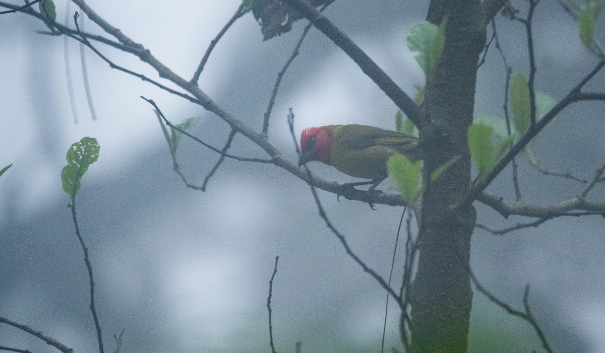 Red-headed Tanager - ML620595962