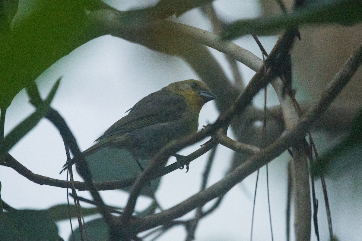 Red-headed Tanager - ML620595963