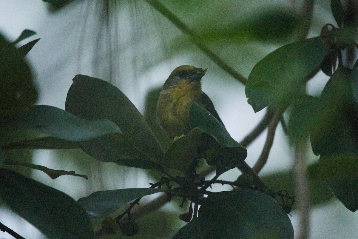 Red-headed Tanager - ML620595964