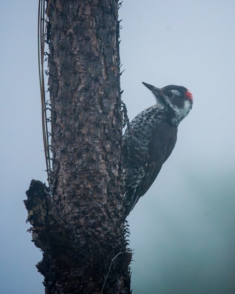 Hairy Woodpecker - ML620595966