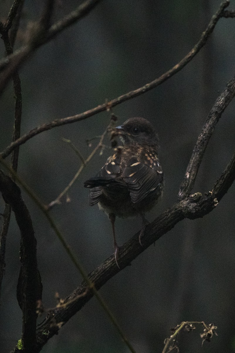 Spotted Towhee - ML620595968