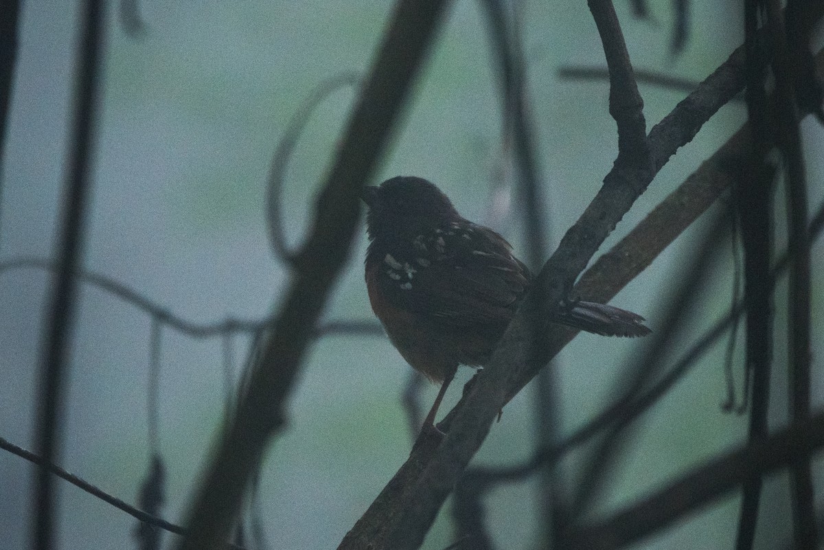 Spotted Towhee - ML620595969
