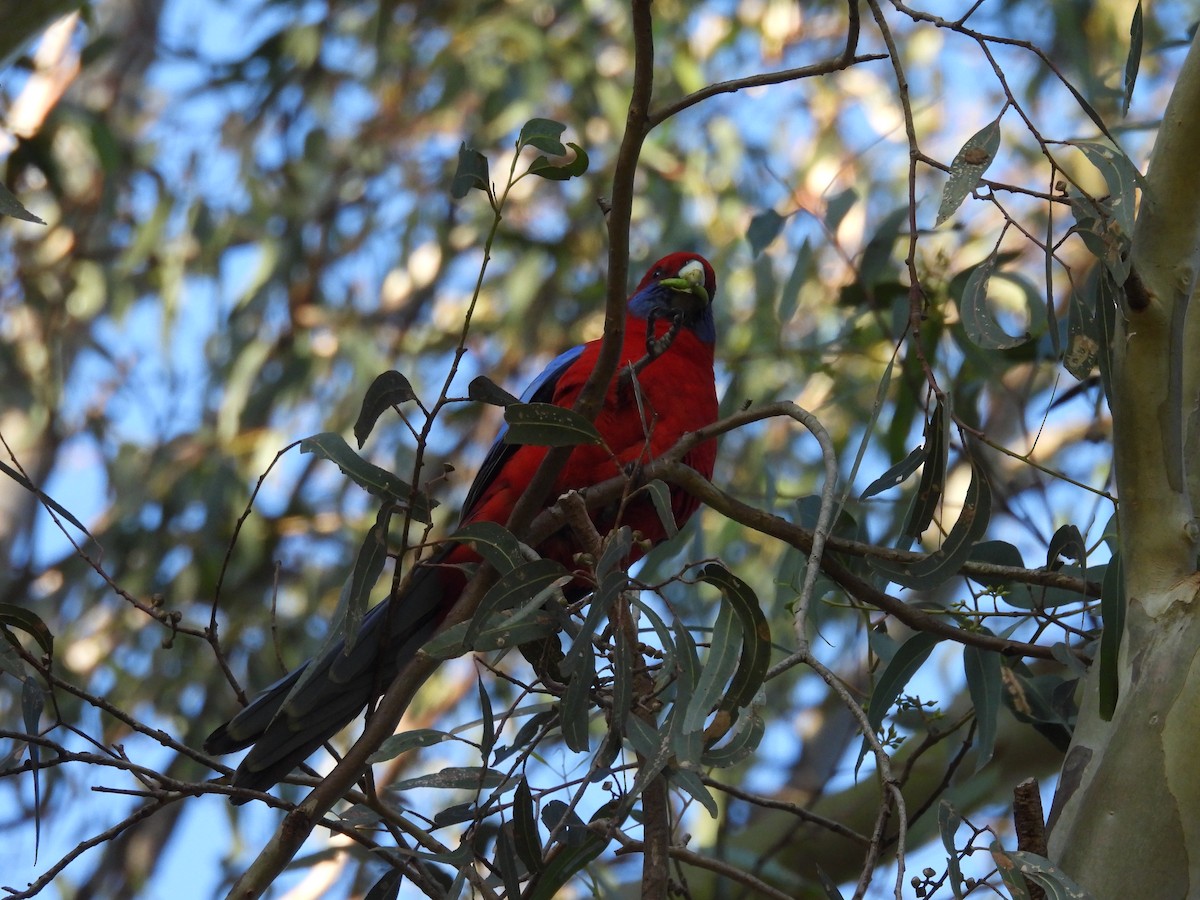 Crimson Rosella - ML620595970