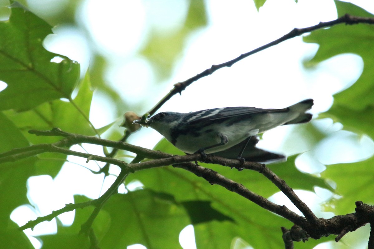 Cerulean Warbler - ML620595976