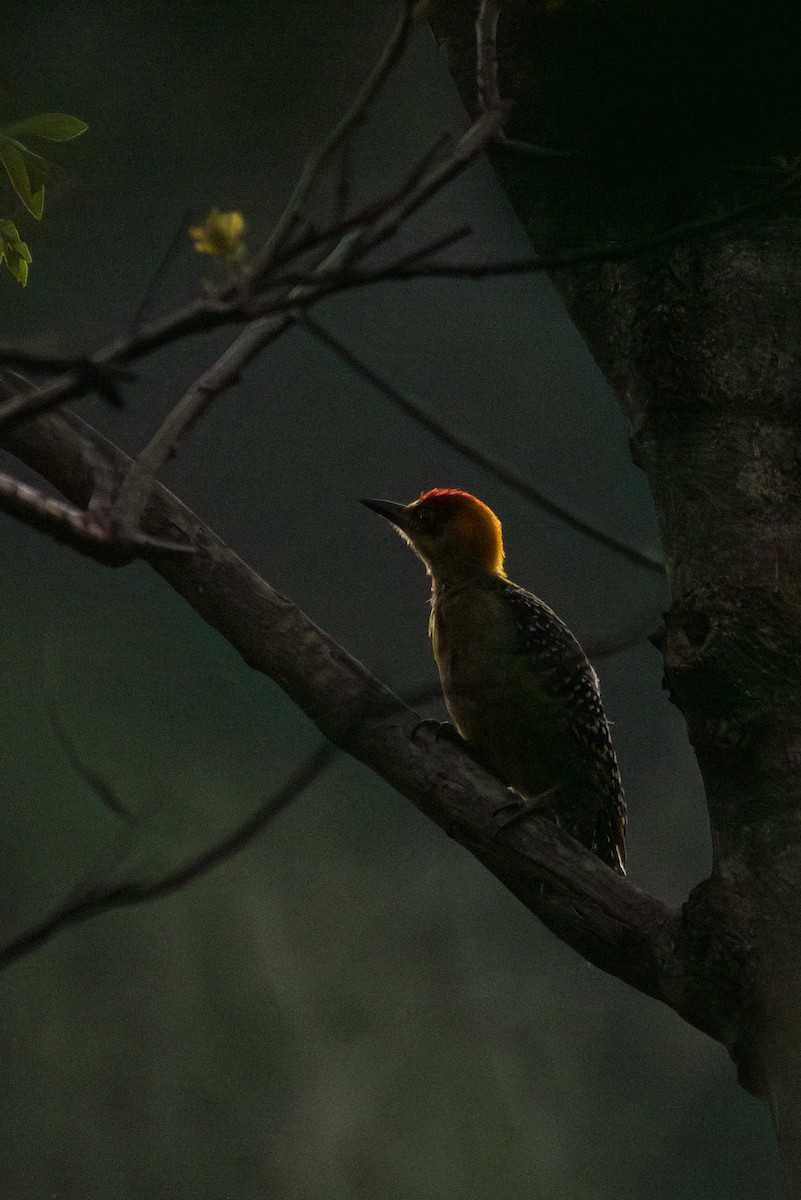 Golden-cheeked Woodpecker - ML620595981