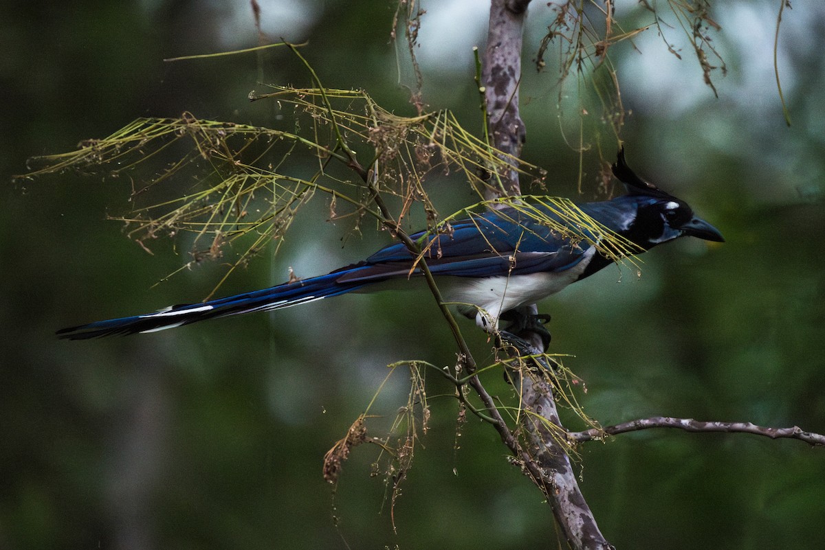 Black-throated Magpie-Jay - ML620595985