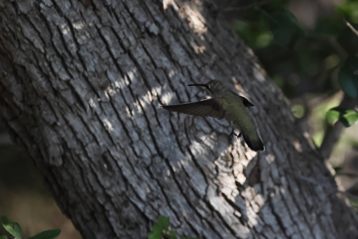 Black-chinned Hummingbird - ML620595988