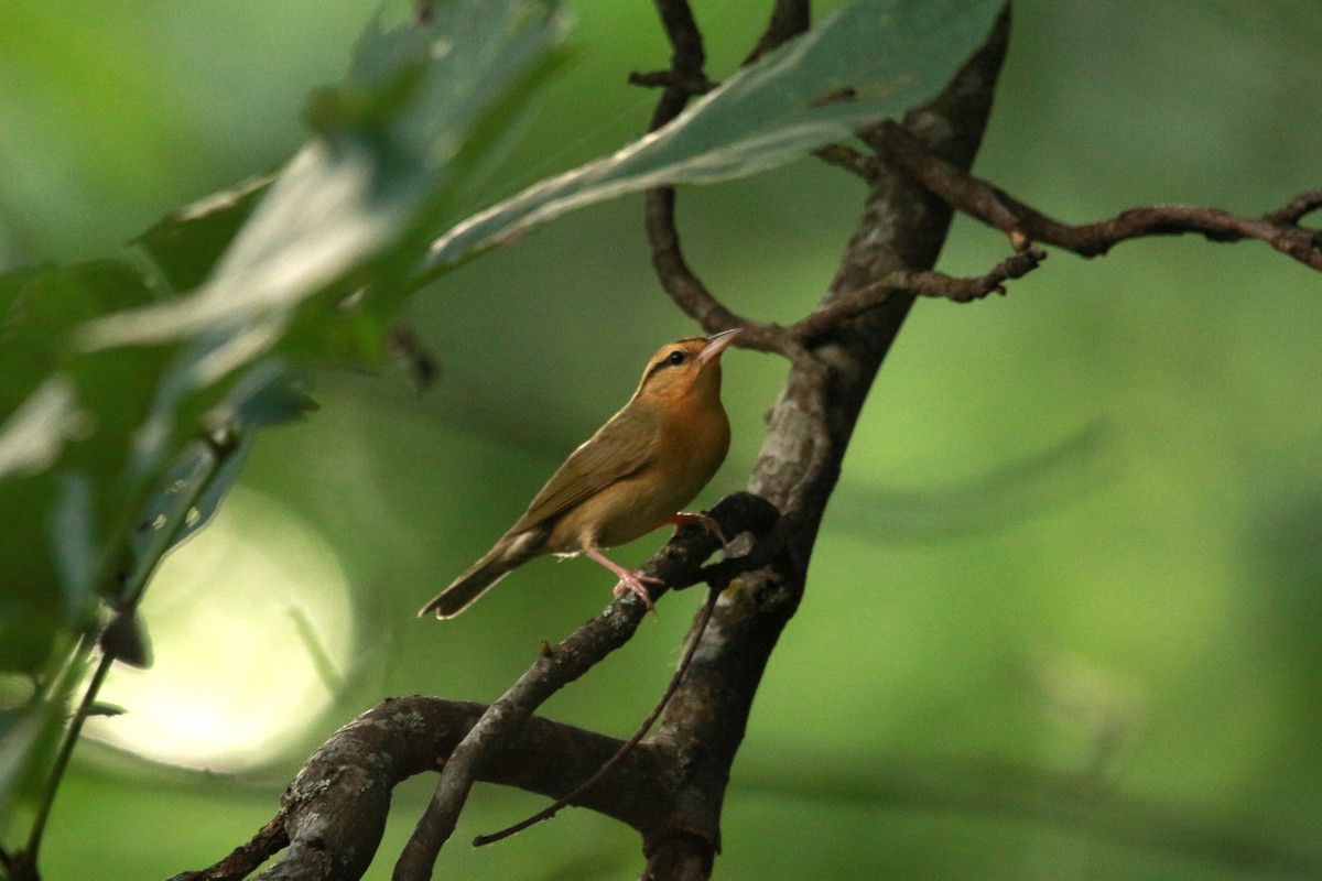 Worm-eating Warbler - ML620595989