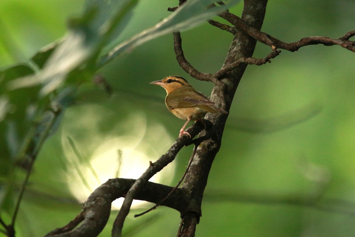 Worm-eating Warbler - ML620595991