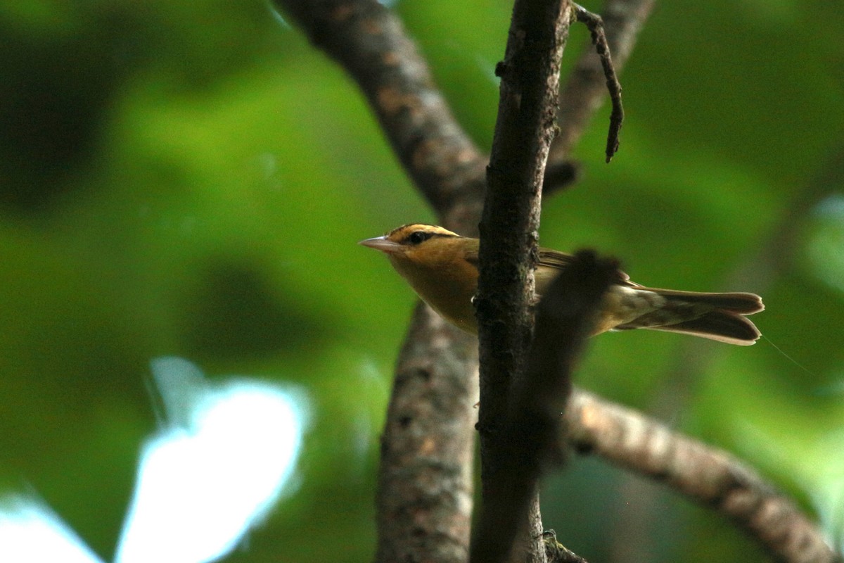 Worm-eating Warbler - ML620595995