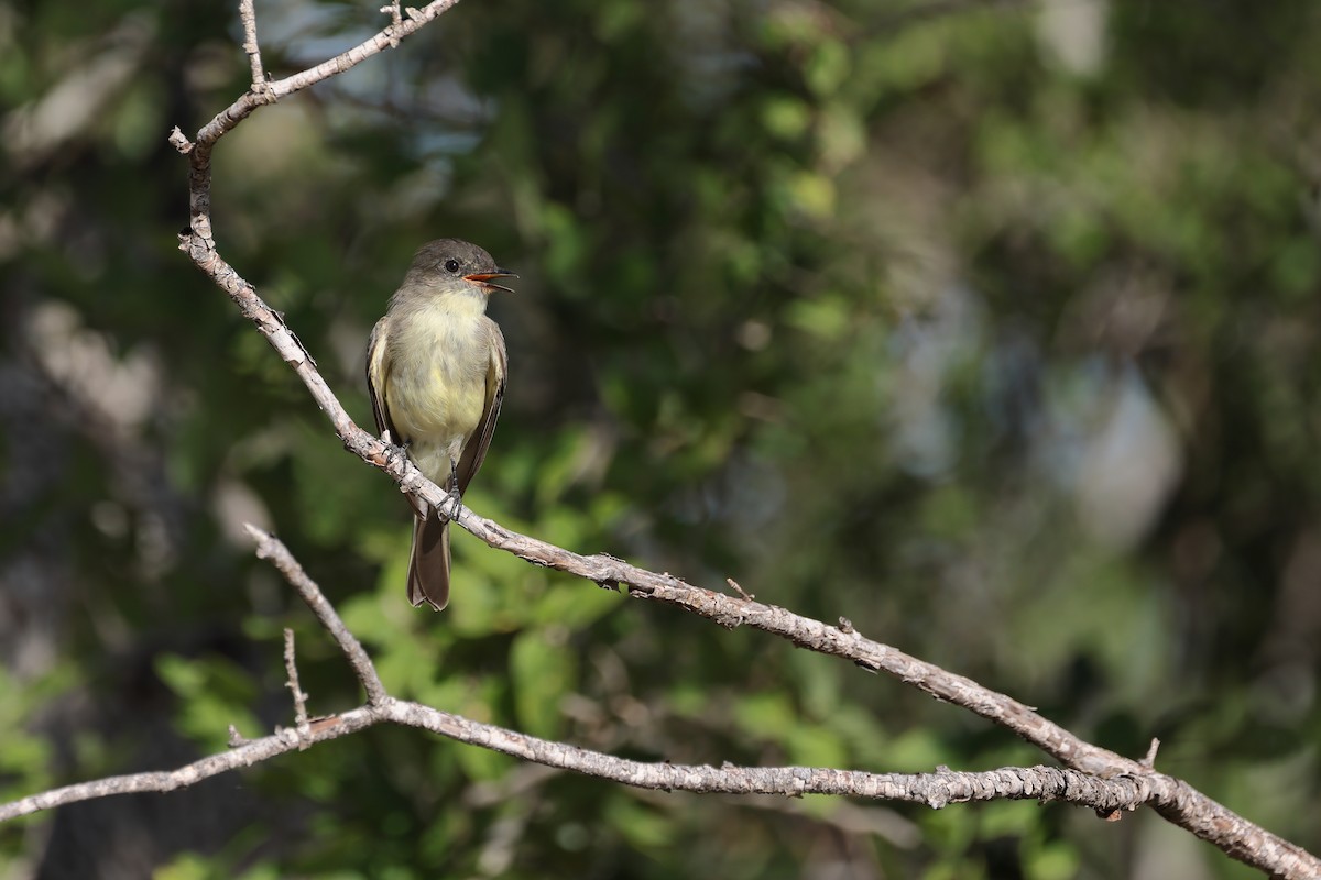 Eastern Phoebe - ML620595996