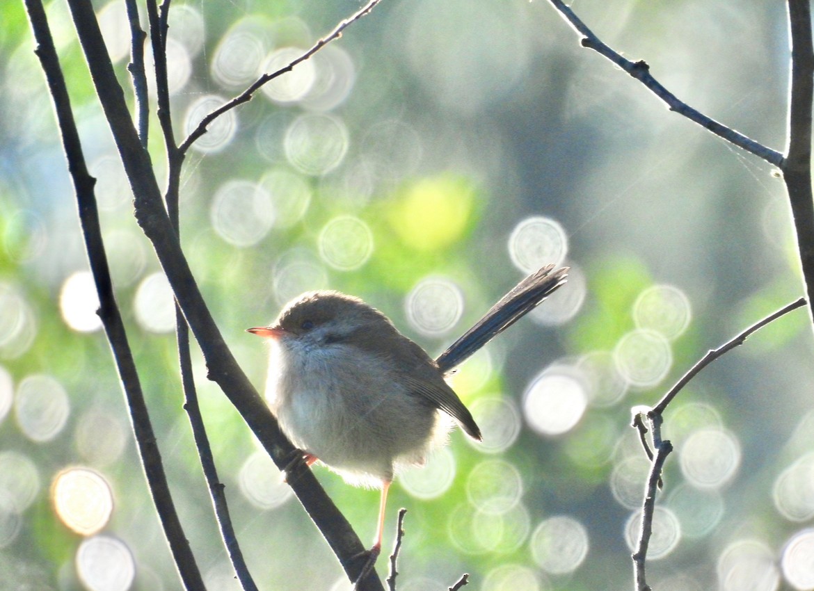 Superb Fairywren - ML620595998