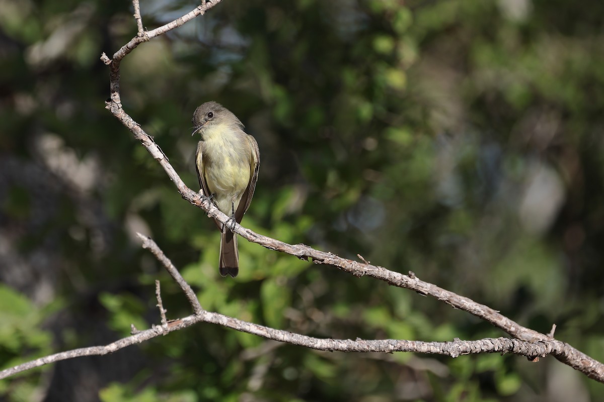 Eastern Phoebe - ML620595999