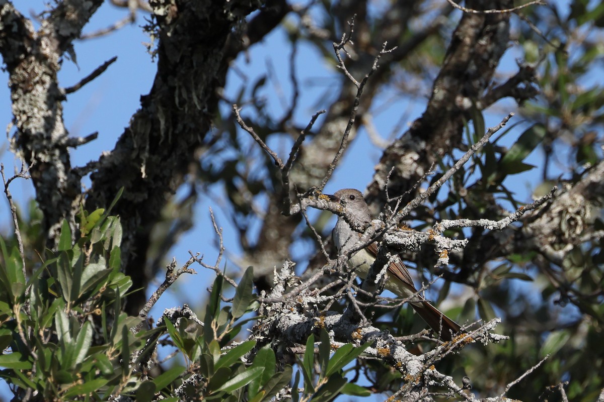 Ash-throated Flycatcher - ML620596002