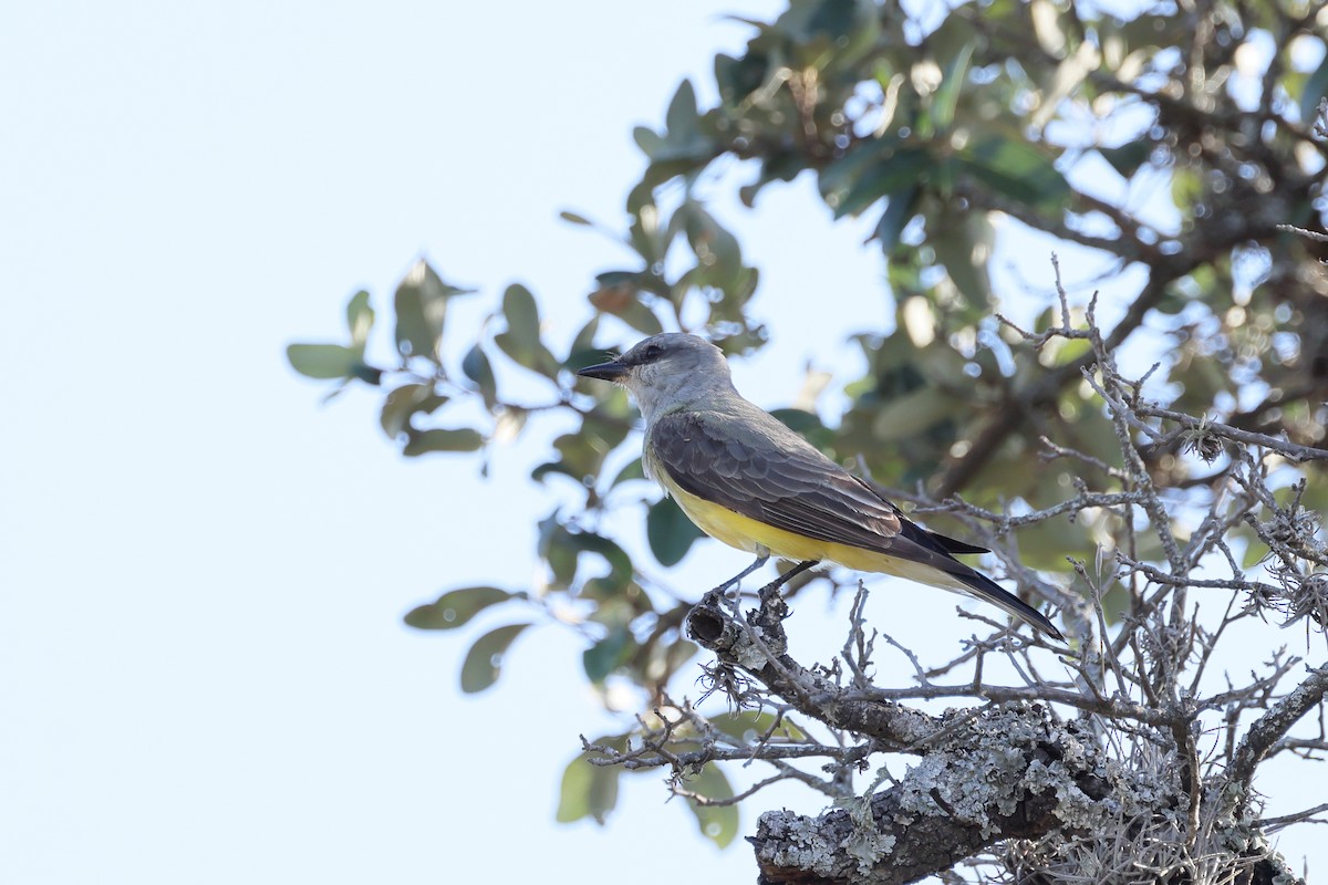 Western Kingbird - ML620596003