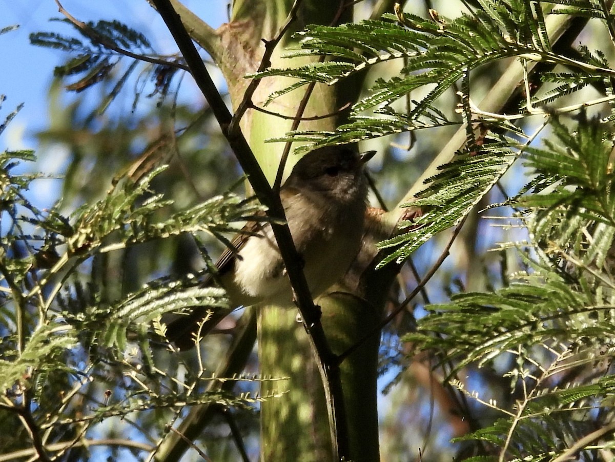 Golden Whistler - ML620596004