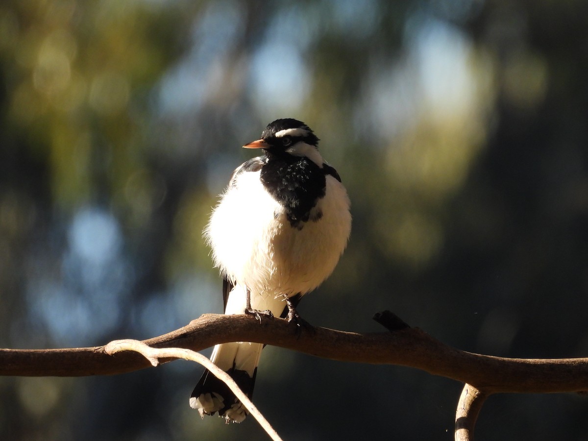 Magpie-lark - ML620596006