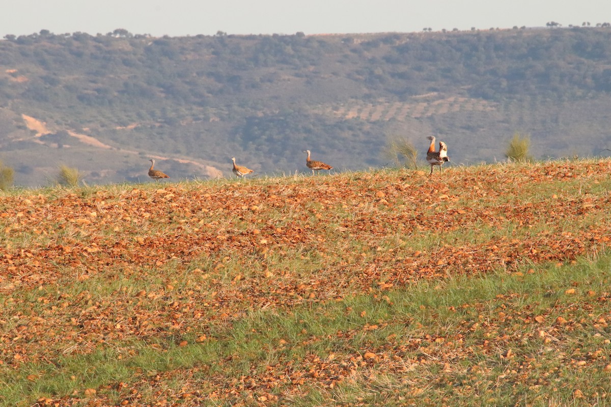 Great Bustard - ML620596017