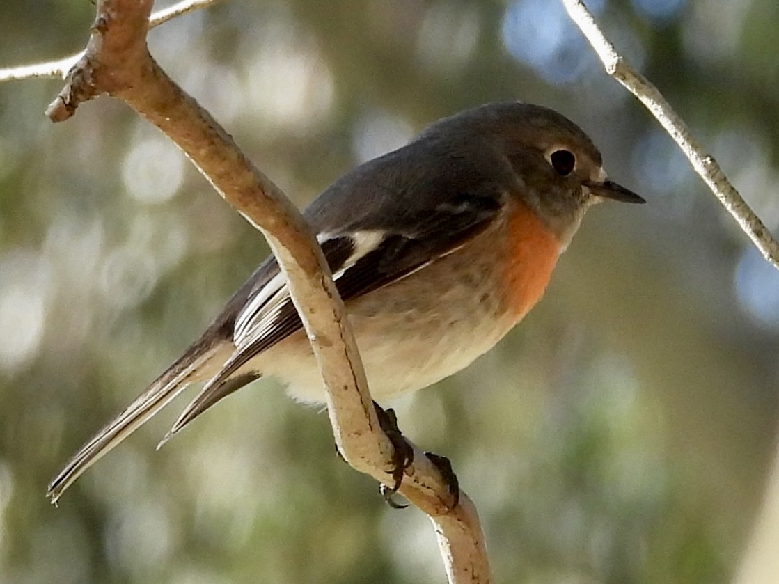 Scarlet Robin - Katie Wykes