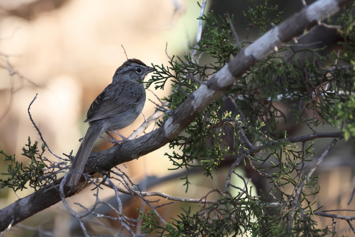 Rufous-crowned Sparrow - ML620596021
