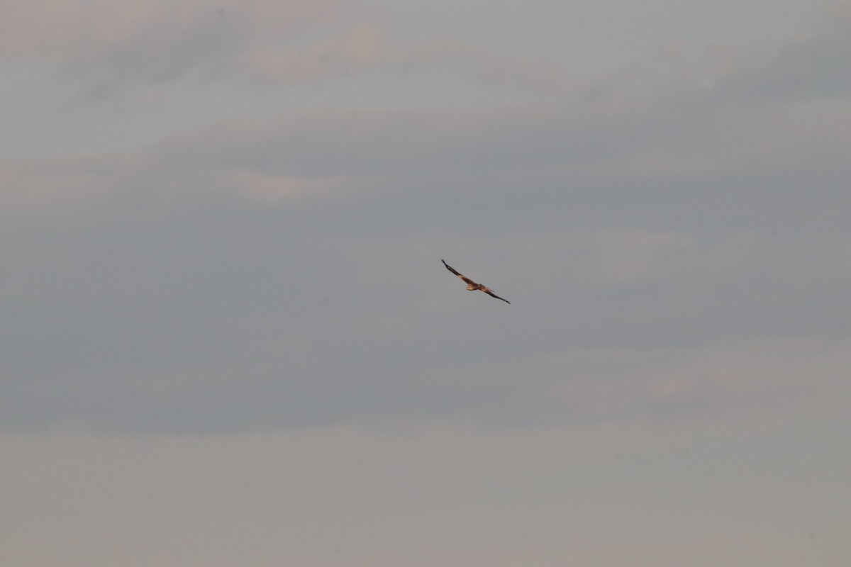 Red Kite - ML620596023