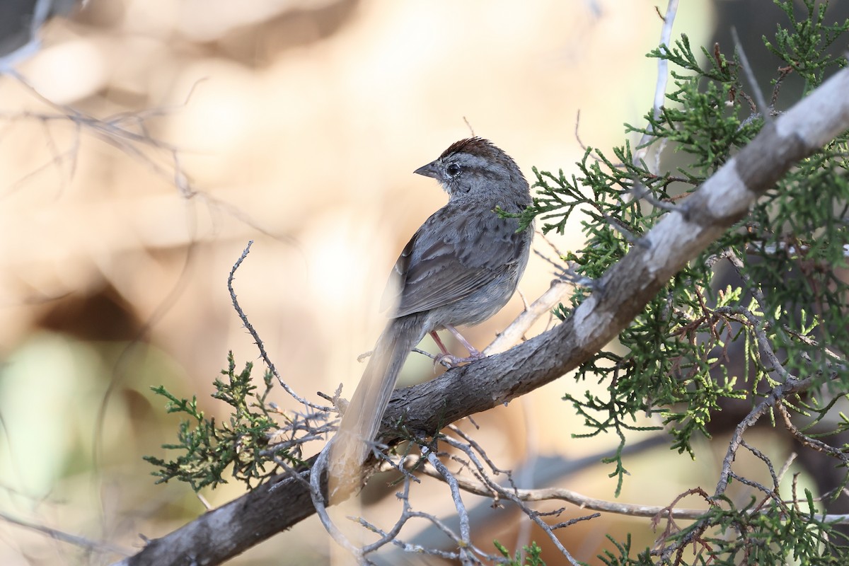 Rufous-crowned Sparrow - ML620596025
