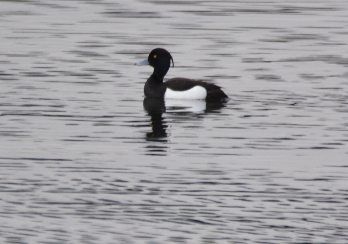 Tufted Duck - ML620596026