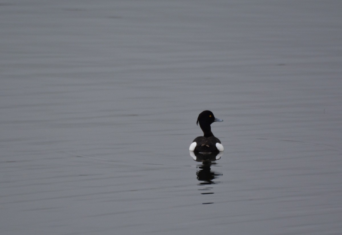 Tufted Duck - ML620596027