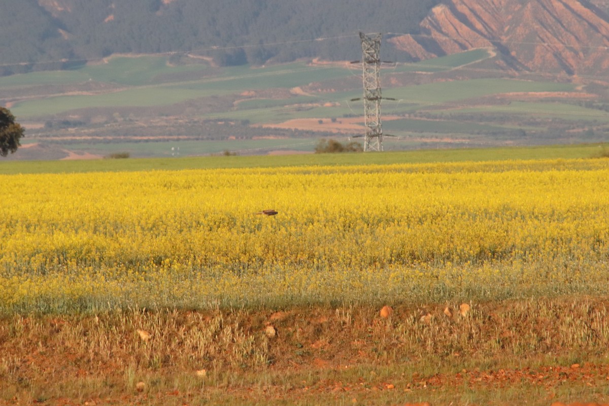 Aguilucho sp. - ML620596029