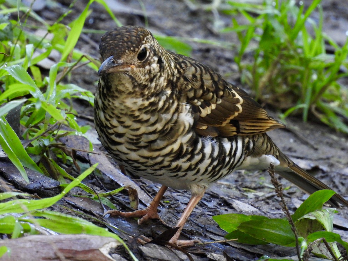 Bassian Thrush - ML620596032