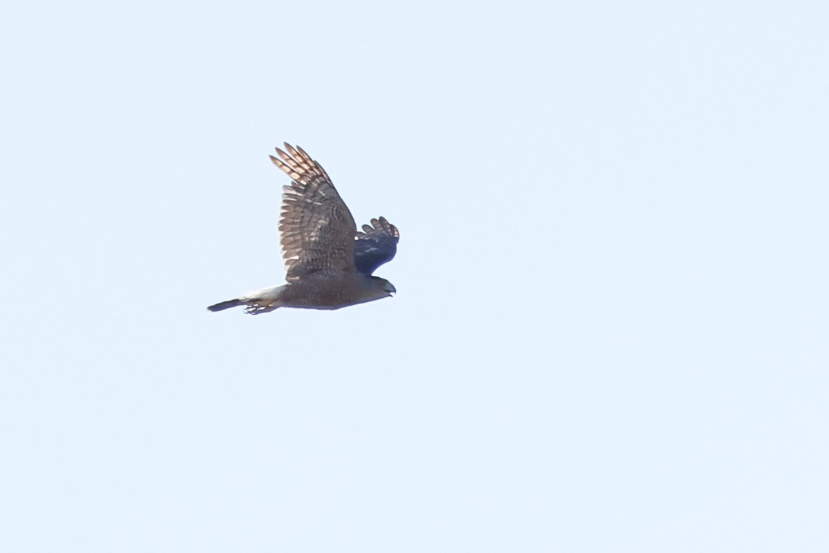 Cooper's Hawk - ML620596033