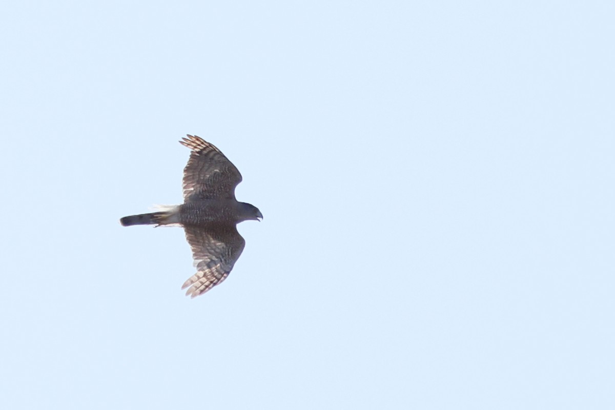 Cooper's Hawk - ML620596034