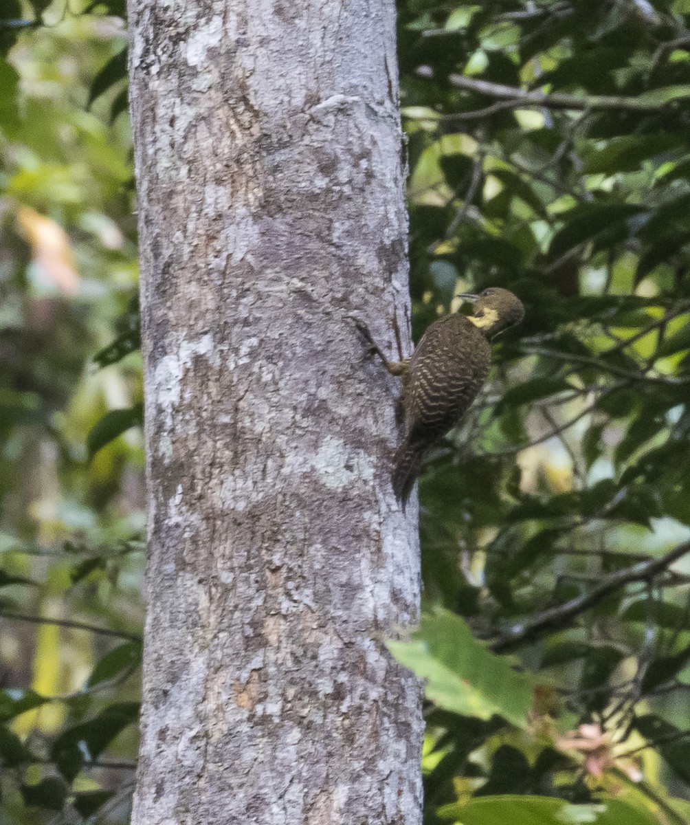 Buff-necked Woodpecker - ML620596037