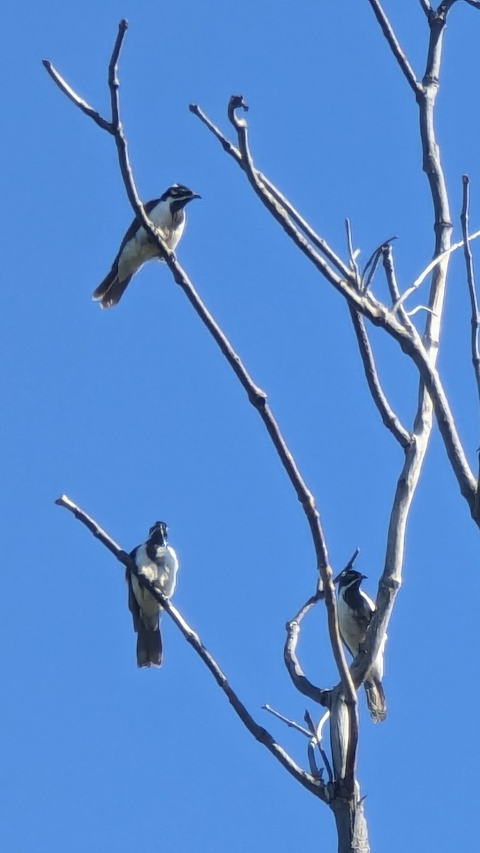 Blue-faced Honeyeater - ML620596039