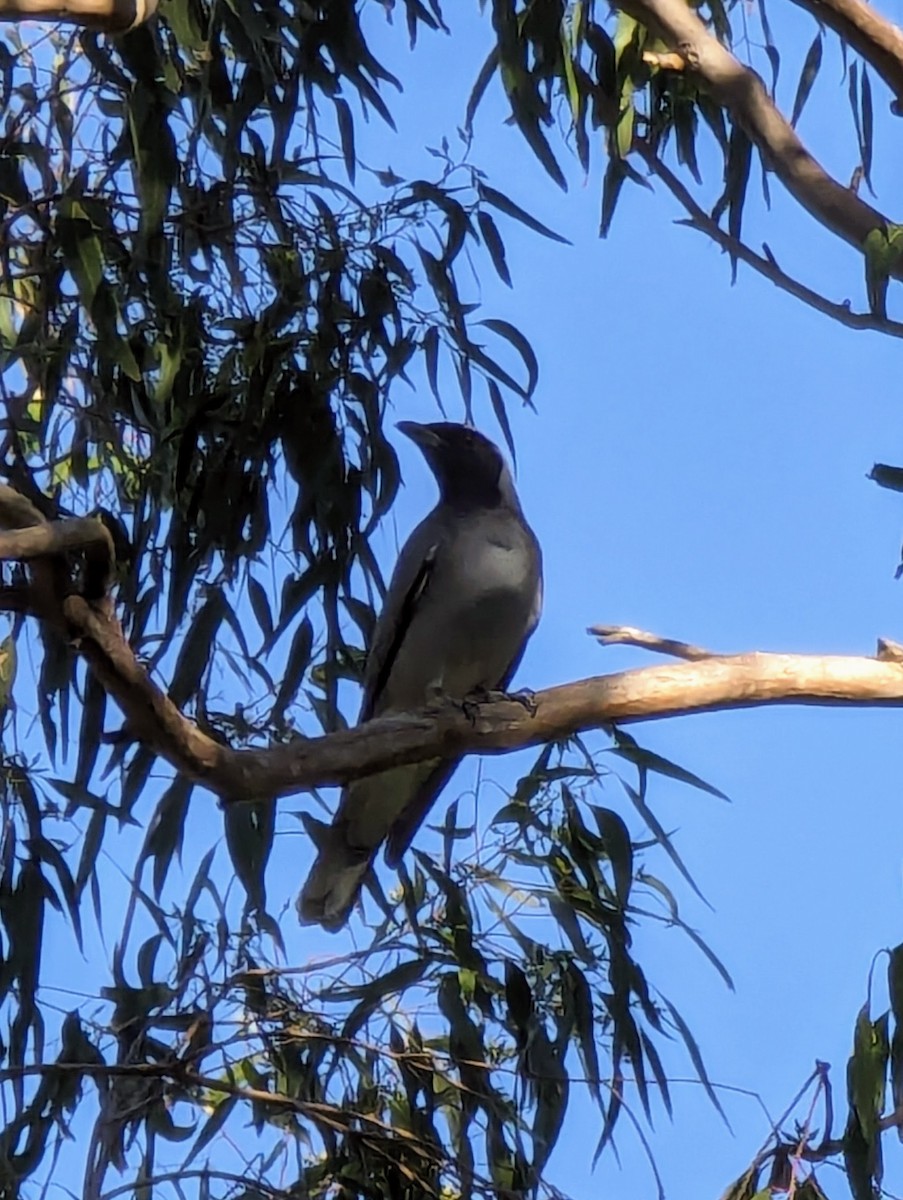 Black-faced Cuckooshrike - ML620596040