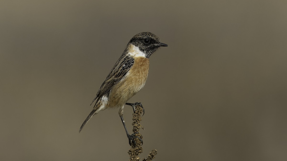 European Stonechat - ML620596042