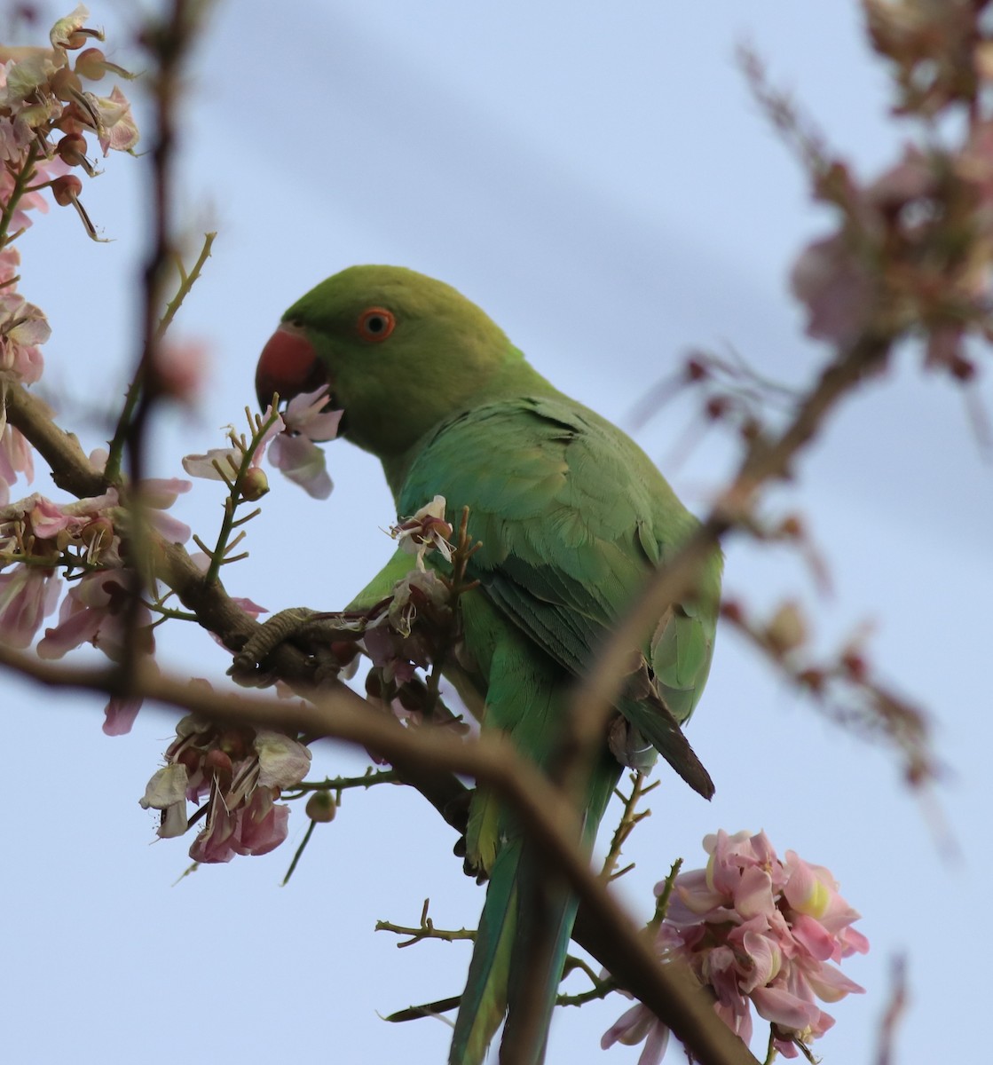 Rose-ringed Parakeet - Afsar Nayakkan