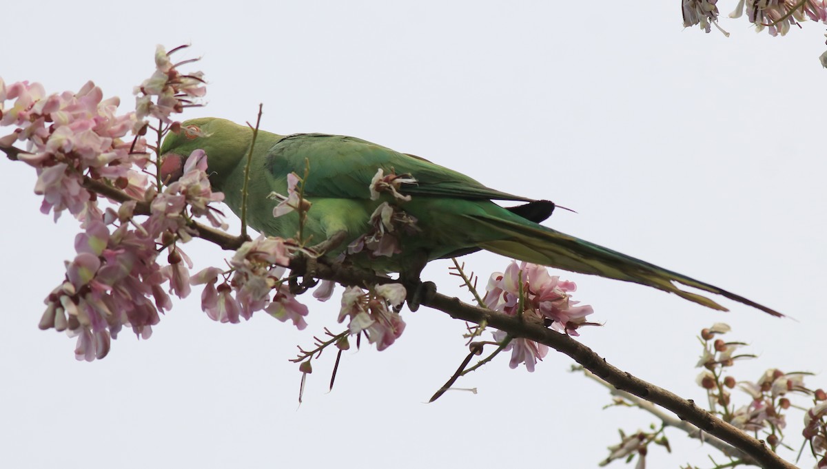 Rose-ringed Parakeet - Afsar Nayakkan